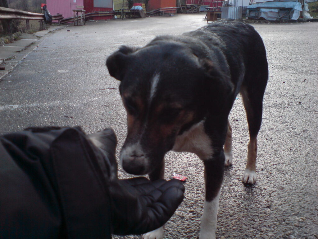 Tough stray dogs, that live in the hay stacks