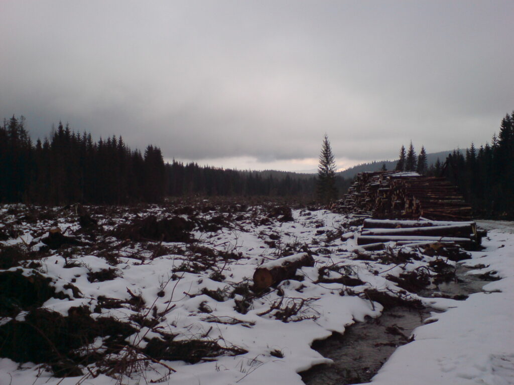 The logging site