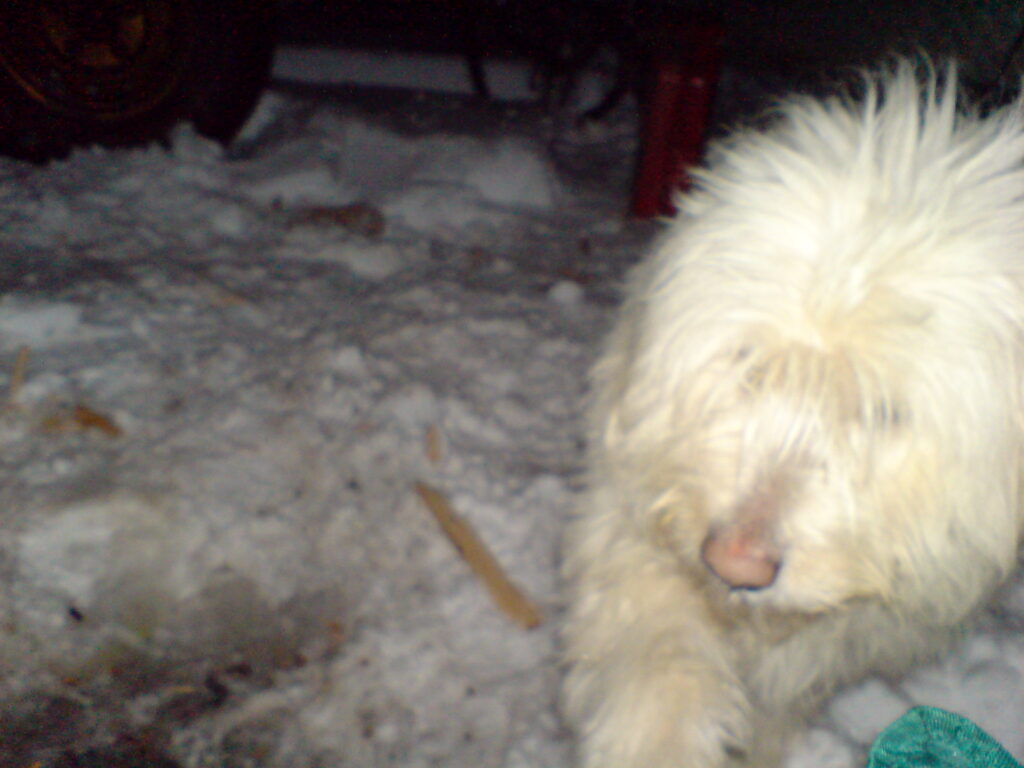 Abominable snow dog!