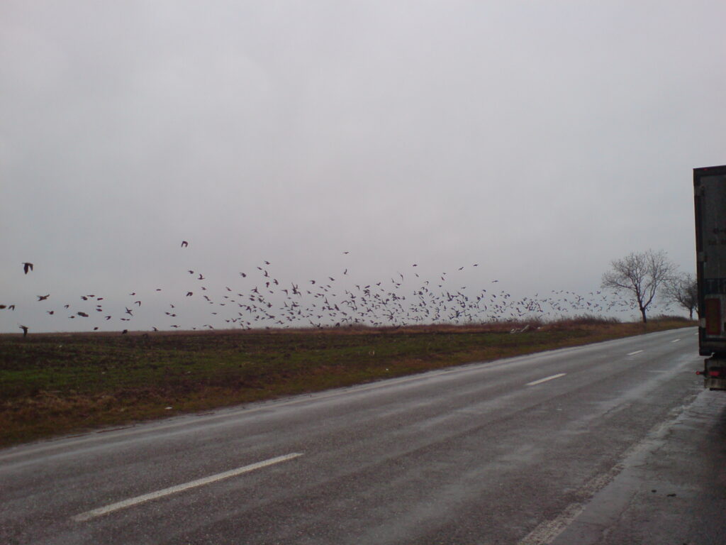 The Birds!!
