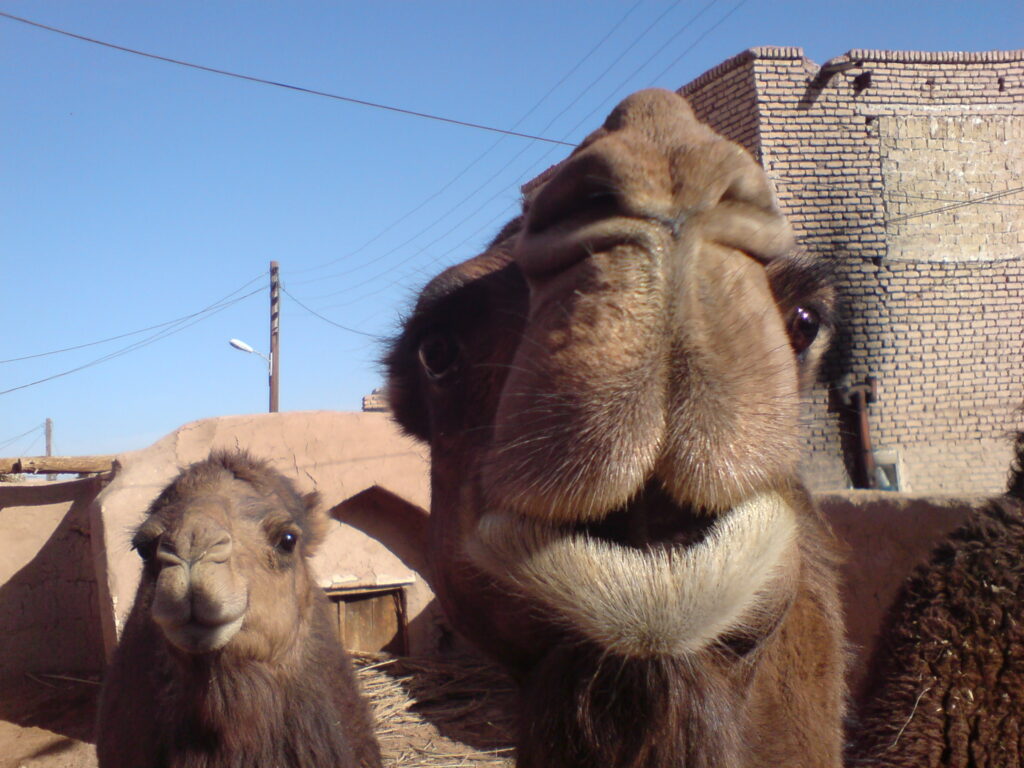Camels at Garme