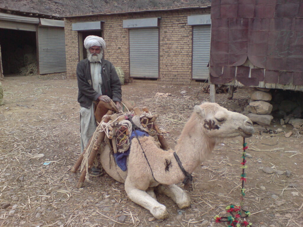 A Nomad and his Camel entering the Punjab